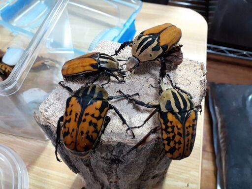 オーベルチュールオオツノカナブン成虫ペア てぃー うるまのその他の中古あげます 譲ります ジモティーで不用品の処分