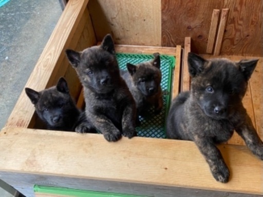 甲斐犬赤虎子犬 ひなちゃん 中新川のその他の里親募集 ジモティー