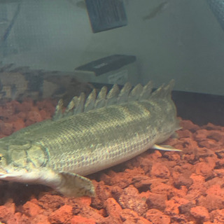 新春大セールビキールビキール 新春大セールビキールビキール