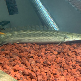 新春大セールビキールビキール