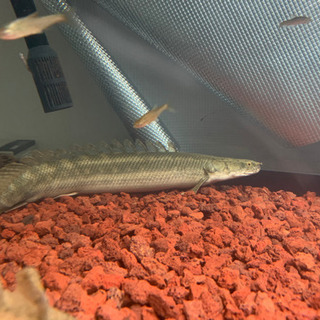 新春大セールビキールビキール