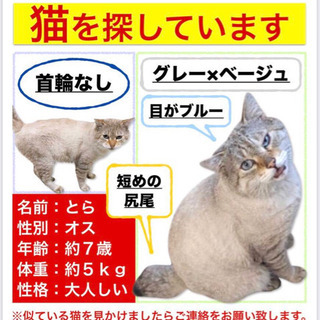 【報酬10万円】猫探してます！