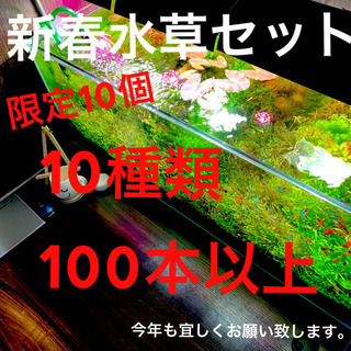 新春水草セット【限定10】