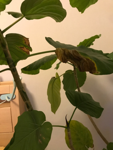観葉植物ウンベラータ Poco Mame 中野の家具の中古あげます 譲ります ジモティーで不用品の処分