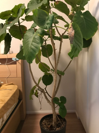 観葉植物ウンベラータ Poco Mame 中野の家具の中古あげます 譲ります ジモティーで不用品の処分