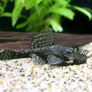 中古ミニブッシープレコが無料 格安で買える ジモティー