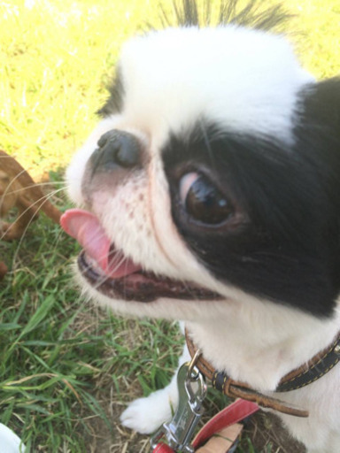 急募 狆のチンくん約9歳 M 板橋のその他の里親募集 ジモティー