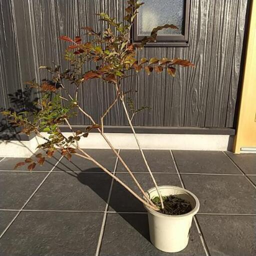 シマトネリコ 苗 ぺろちゃん 知多半田のその他の中古あげます 譲ります ジモティーで不用品の処分