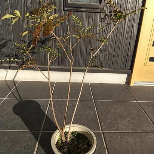 シマトネリコ 苗 ぺろちゃん 知多半田のその他の中古あげます 譲ります ジモティーで不用品の処分