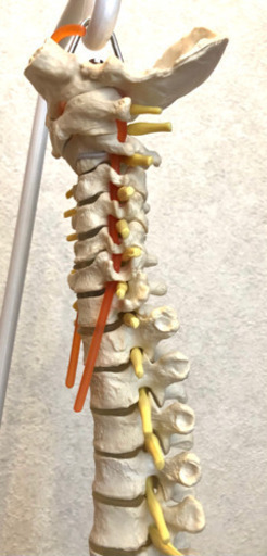 骨格模型、大腿骨付き　神経系統系図2枚