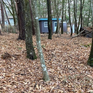 腐葉土差し上げます（広葉樹・針葉樹の葉）