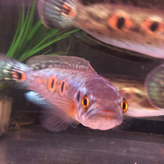 フラワートーマン