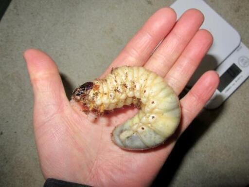 カブトムシ 幼虫 5匹セット U Don 成増のその他の中古あげます 譲ります ジモティーで不用品の処分 カブトムシ 幼虫 5匹セット U Don 成増のその他の中古あげます 譲ります ジモティーで不用品の処分