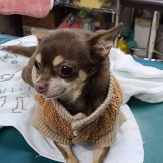 家庭の事情で飼育放棄されたチワワちゃん べっちさん 名古屋のチワワの里親募集 ジモティー