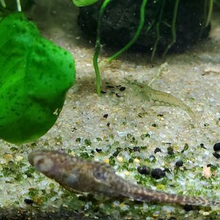 中古オトシンネグロが無料 格安で買える ジモティー