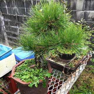 【盆栽まとめ売り！】黒松5本セット