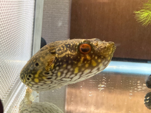 値下げ 熱帯魚 淡水フグ インドシナレオパードパファー ぽっちゃり体型 たーみぃ 原市のその他の中古あげます 譲ります ジモティーで不用品の処分