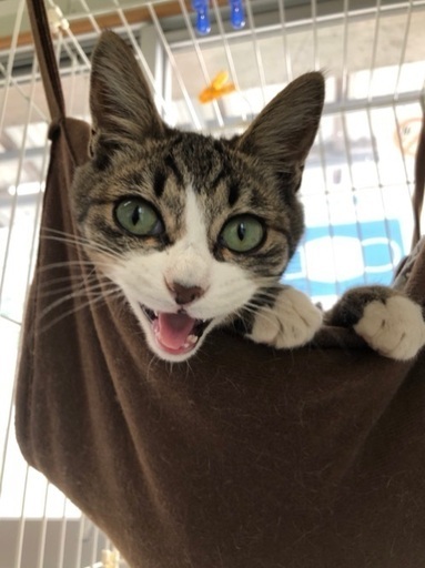 人懐っこい2匹兄弟にずっとのお家をお願いします よんなーよんなー 沖縄の猫の里親募集 ジモティー