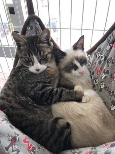 人懐っこい2匹兄弟にずっとのお家をお願いします よんなーよんなー 沖縄の猫の里親募集 ジモティー