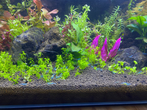 ブルージェリーシュリンプ生体10匹 検索チェリーミナミヤマトエビ なべさん 韮川のその他の中古あげます 譲ります ジモティーで不用品の処分