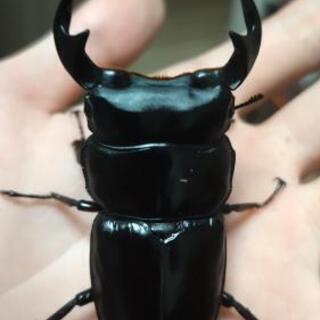 外国産クワガタ ペア 福袋 1点限り