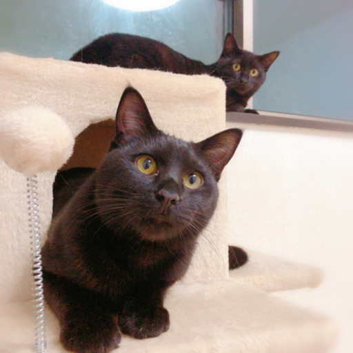 甘えん坊の黒猫 去勢手術済 Niko 坂ノ市の猫の里親募集 ジモティー 甘えん坊の黒猫 去勢手術済 Niko 坂ノ市の猫の里親募集 ジモティー