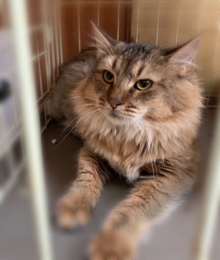 ライオンみたいでけど優しいソマリの男の子 ルル 六番町の猫の里親募集 ジモティー ライオンみたいでけど優しいソマリの男の子 ルル 六番町の猫の里親募集 ジモティー