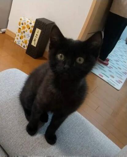 長期預かりさん募集】障害がある黒猫 (スペイクリニック北九) 北九州の 