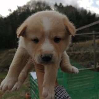 野良犬のおすとめすの兄妹を保護してます。 - 犬