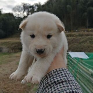 野良犬のおすとめすの兄妹を保護してます。の画像