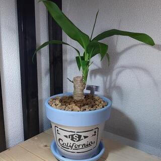 観葉植物 ドラセナ