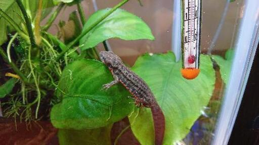 アカハライモリシリケンイモリアマミシリケンイモリ ばなな 大森町の買いたい くださいの助け合い ジモティー