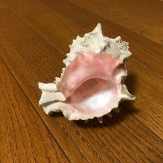 白×ピンクの貝殻　クレナイガンセキ　置物