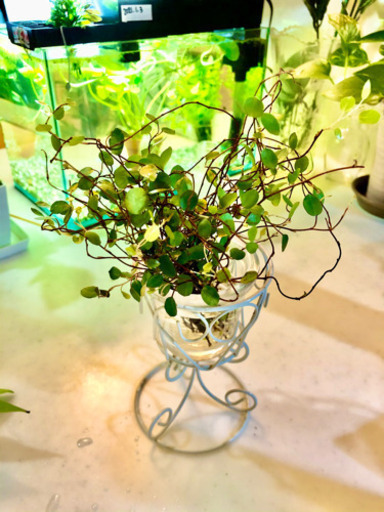観葉植物ワイヤープランツ発根済み10本 セピア ポートタウン西の家庭用品 ガーデニング の中古あげます 譲ります ジモティーで不用品の処分 観葉植物ワイヤープランツ発根済み10本 セピア ポートタウン西の家庭用品 ガーデニング の中古あげます 譲ります ジモティーで不用品の処分