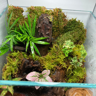 イモリウム完成品 ADA DOOAセット