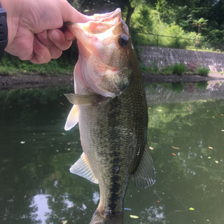 【房総ダム湖】バス釣り一緒にしてくれる方