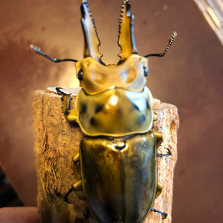 ♂71mm】【新生虫】ババオウゴンオニクワガタ ♂♀ペア