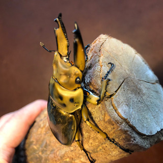 ババオウゴンオニクワガタ  新成虫　ペア　未使用　