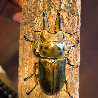 ババオウゴンオニクワガタ  新成虫　ペア　未使用　