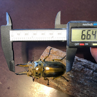 ババオウゴンオニクワガタ  新成虫　ペア　未使用　