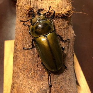 ババオウゴンオニクワガタ  新成虫　ペア　未使用　