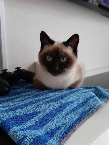 シャム里親決定 ここちゃん 泉の猫の里親募集 ジモティー