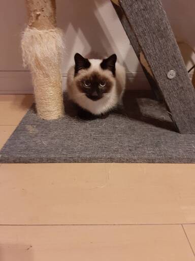 シャム里親決定 ここちゃん 泉の猫の里親募集 ジモティー