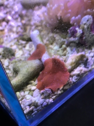 ロングテンタクルイソギンチャクおまけ付き アリモ 航空公園のその他の中古あげます 譲ります ジモティーで不用品の処分