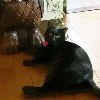 黒猫ファンにはたまらなくかわいいまわるいお目目のクーちゃん - 猫