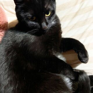 黒猫ファンにはたまらなくかわいいまわるいお目目のクーちゃん − 大阪府