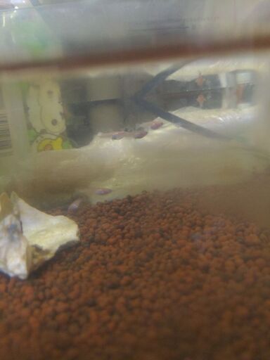 卑弥呼若魚産卵前11匹を8000円タイリクミジンコ付