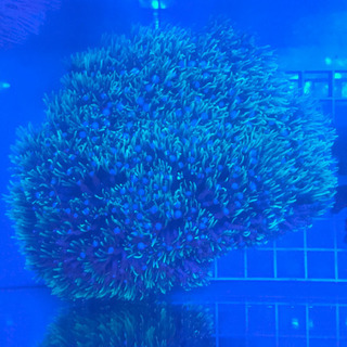 特大スターポリプ　ロングポリプ　メタグリーン　センターホワイト　ソフトコーラル 特大スターポリプ ロングポリプ メタグリーン センターホワイト ソフト