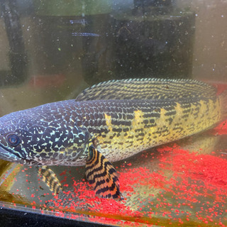 バイオレットスネークヘッド(12cm±)WILD - 魚銀座m8堂＆リベルめだか