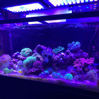 サンゴ各種　最大2万